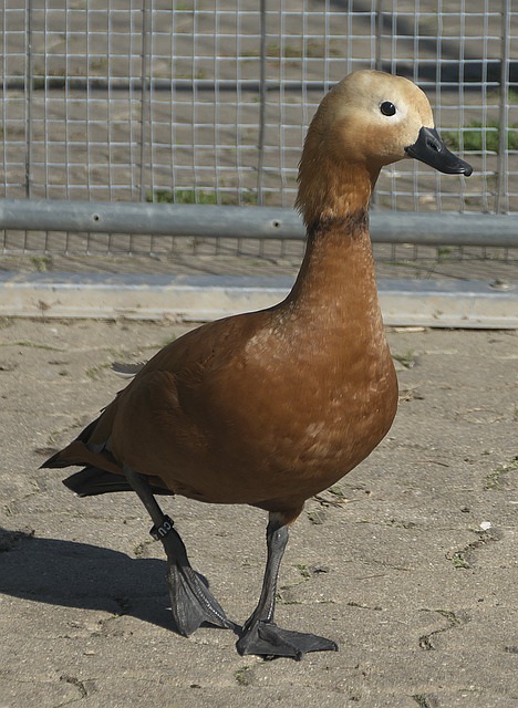 中心线